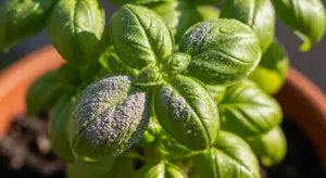 Foglie di basilico con cenere e gocce di rugiada in un vaso all'aperto