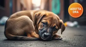 Cucciolo rannicchiato a terra con occhi tristi in un vicolo urbano
